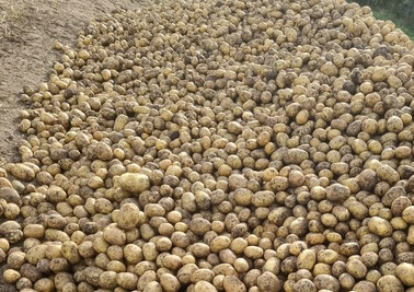 Поставка картофеля навалом